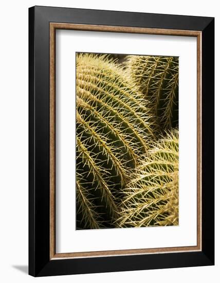 Spain, Canary Islands, Lanzarote, Guatiza, Cactus Plant Detail-Walter Bibikow-Framed Photographic Print