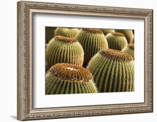 Spain, Canary Islands, Lanzarote, Guatiza, Cactus Plant Detail-Walter Bibikow-Framed Photographic Print