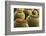 Spain, Canary Islands, Lanzarote, Guatiza, Cactus Plant Detail-Walter Bibikow-Framed Photographic Print