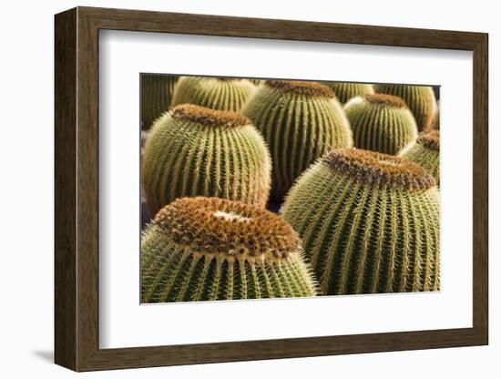 Spain, Canary Islands, Lanzarote, Guatiza, Cactus Plant Detail-Walter Bibikow-Framed Photographic Print