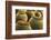 Spain, Canary Islands, Lanzarote, Guatiza, Cactus Plant Detail-Walter Bibikow-Framed Photographic Print