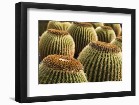 Spain, Canary Islands, Lanzarote, Guatiza, Cactus Plant Detail-Walter Bibikow-Framed Photographic Print