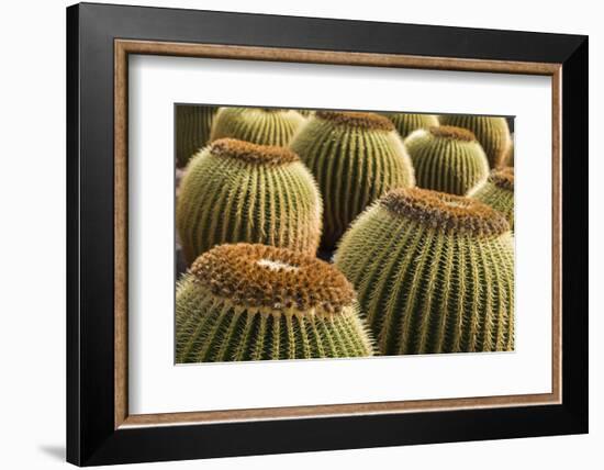 Spain, Canary Islands, Lanzarote, Guatiza, Cactus Plant Detail-Walter Bibikow-Framed Photographic Print