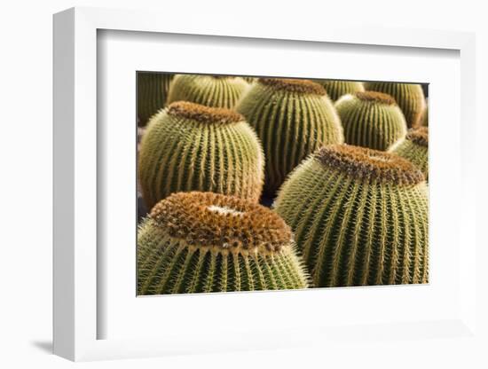 Spain, Canary Islands, Lanzarote, Guatiza, Cactus Plant Detail-Walter Bibikow-Framed Photographic Print