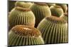 Spain, Canary Islands, Lanzarote, Guatiza, Cactus Plant Detail-Walter Bibikow-Mounted Photographic Print
