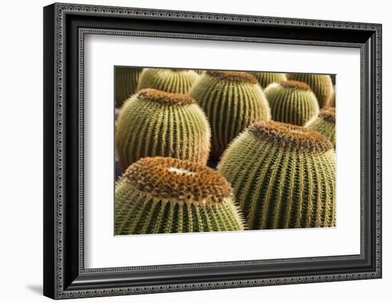 Spain, Canary Islands, Lanzarote, Guatiza, Cactus Plant Detail-Walter Bibikow-Framed Photographic Print