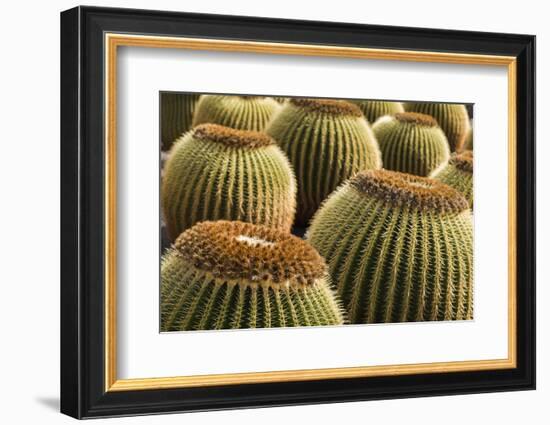 Spain, Canary Islands, Lanzarote, Guatiza, Cactus Plant Detail-Walter Bibikow-Framed Photographic Print