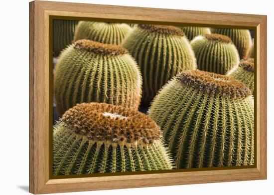 Spain, Canary Islands, Lanzarote, Guatiza, Cactus Plant Detail-Walter Bibikow-Framed Premier Image Canvas