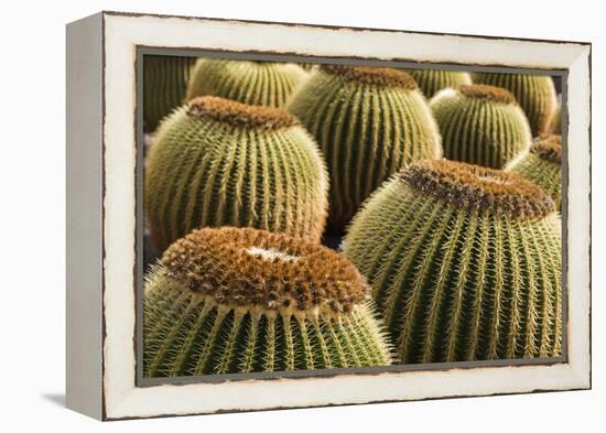 Spain, Canary Islands, Lanzarote, Guatiza, Cactus Plant Detail-Walter Bibikow-Framed Premier Image Canvas