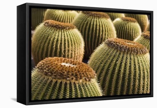 Spain, Canary Islands, Lanzarote, Guatiza, Cactus Plant Detail-Walter Bibikow-Framed Premier Image Canvas