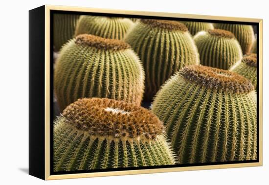 Spain, Canary Islands, Lanzarote, Guatiza, Cactus Plant Detail-Walter Bibikow-Framed Premier Image Canvas