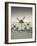 Spain, Castile-La Mancha Region, Ciudad Real Province, La Mancha Area, Campo De Criptana, Antique L-Walter Bibikow-Framed Photographic Print