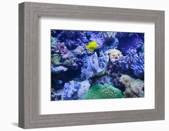 Spain, Catalonia, Barcelona, Aquarium, Lemon Fin Surgeonfish, Zebrasoma Flavescens-Rainer Mirau-Framed Photographic Print