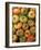 Spain, Madrid, Plaza De San Miguel, Mercado De San Miguel, Artisan Food Marketplace, Heirloom Tomat-Walter Bibikow-Framed Photographic Print