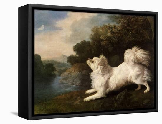 Spaniel Belonging to Painter Cosway Chasing a Butterfly, 1775 (Oil on Canvas)-George Stubbs-Framed Premier Image Canvas