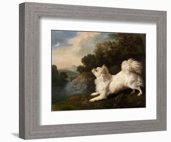 Spaniel Belonging to Painter Cosway Chasing a Butterfly, 1775 (Oil on Canvas)-George Stubbs-Framed Giclee Print