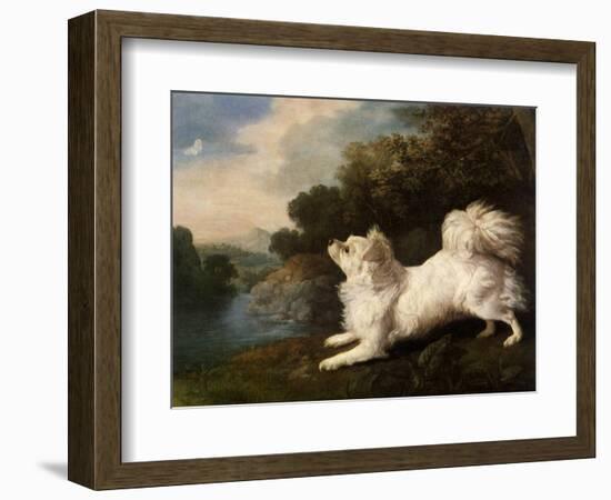 Spaniel Belonging to Painter Cosway Chasing a Butterfly, 1775 (Oil on Canvas)-George Stubbs-Framed Giclee Print