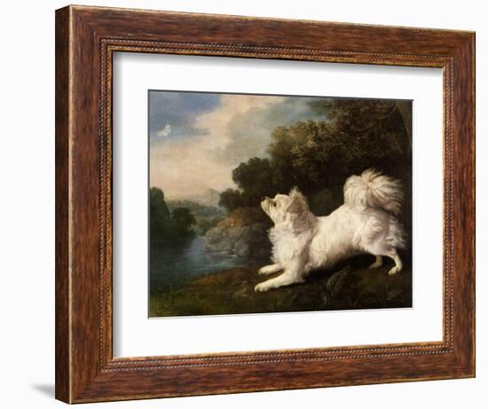 Spaniel Belonging to Painter Cosway Chasing a Butterfly, 1775 (Oil on Canvas)-George Stubbs-Framed Giclee Print