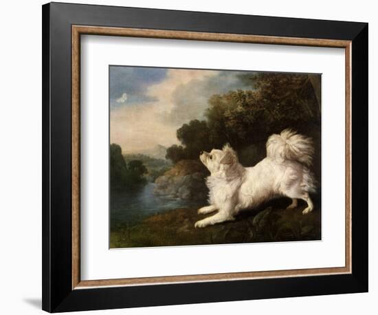 Spaniel Belonging to Painter Cosway Chasing a Butterfly, 1775 (Oil on Canvas)-George Stubbs-Framed Giclee Print