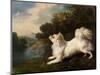 Spaniel Belonging to Painter Cosway Chasing a Butterfly, 1775 (Oil on Canvas)-George Stubbs-Mounted Giclee Print