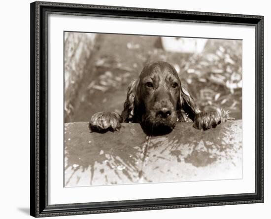 Spaniel Dog Takes a Dip, June 1986-null-Framed Photographic Print