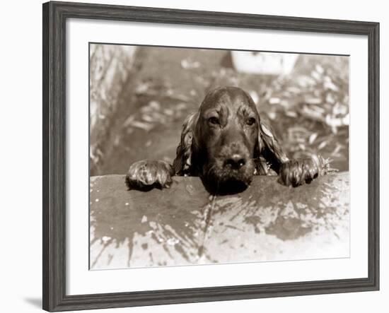 Spaniel Dog Takes a Dip, June 1986-null-Framed Photographic Print