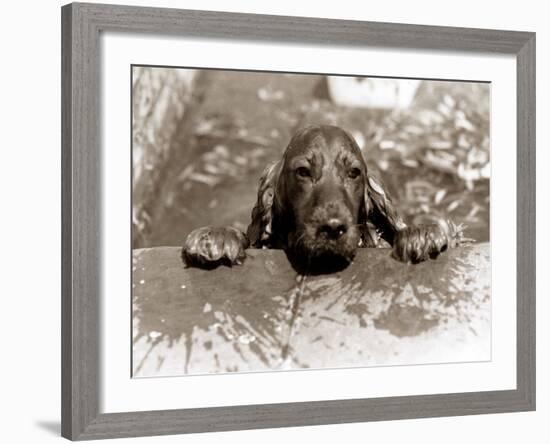 Spaniel Dog Takes a Dip, June 1986-null-Framed Photographic Print