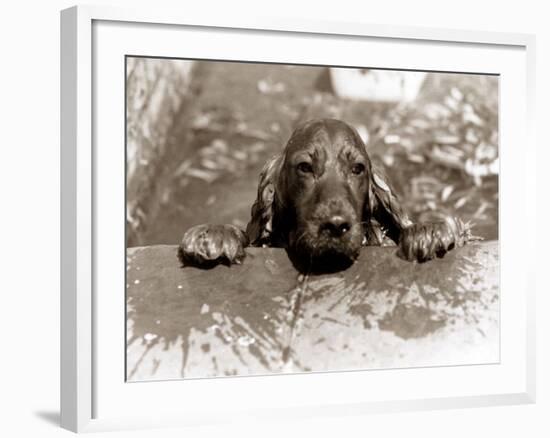 Spaniel Dog Takes a Dip, June 1986-null-Framed Photographic Print