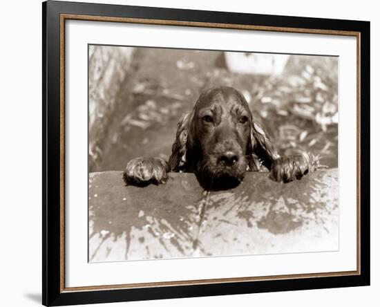 Spaniel Dog Takes a Dip, June 1986-null-Framed Photographic Print