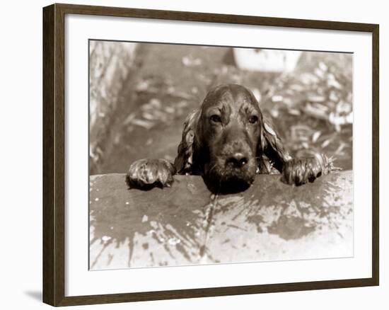 Spaniel Dog Takes a Dip, June 1986-null-Framed Photographic Print