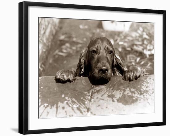 Spaniel Dog Takes a Dip, June 1986-null-Framed Photographic Print