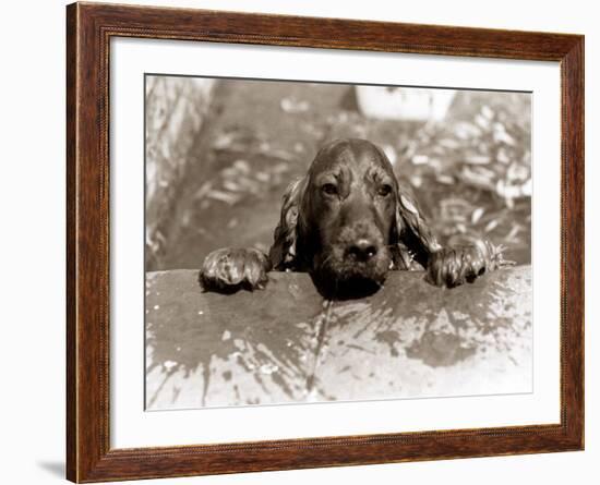 Spaniel Dog Takes a Dip, June 1986-null-Framed Photographic Print