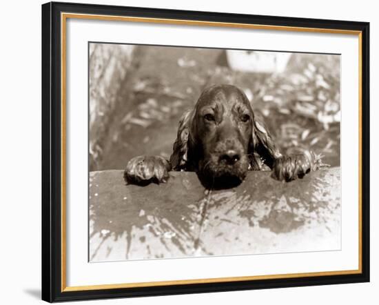 Spaniel Dog Takes a Dip, June 1986-null-Framed Photographic Print