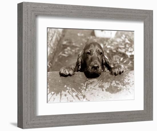 Spaniel Dog Takes a Dip, June 1986-null-Framed Photographic Print