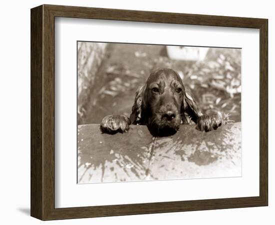 Spaniel Dog Takes a Dip, June 1986-null-Framed Photographic Print