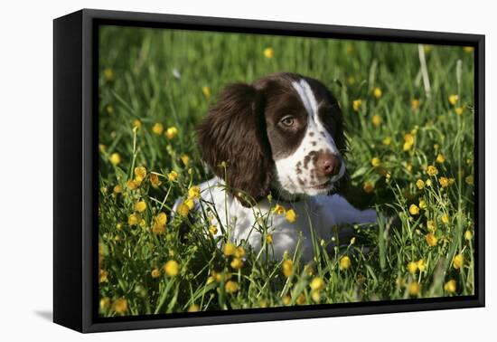 Spaniel - English Springer-Bob Langrish-Framed Premier Image Canvas