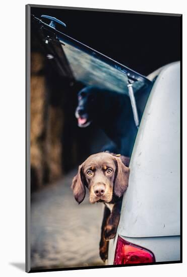 Spaniel with its head poking out of the boot of a car-John Alexander-Mounted Photographic Print