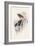 Spaniel-Harrison Fisher-Framed Art Print