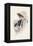 Spaniel-Harrison Fisher-Framed Stretched Canvas