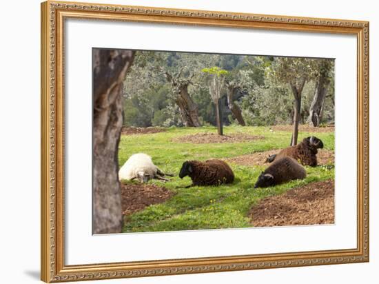 Spanish Balearic Islands, Island Majorca, Mountains of the Tramuntana, Village Dei—, Siesta-Chris Seba-Framed Photographic Print