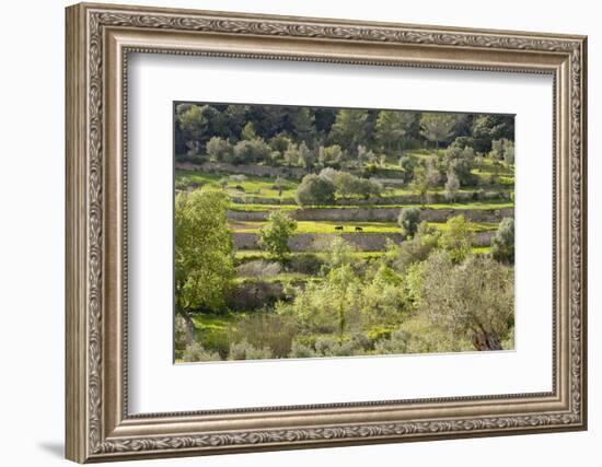 Spanish Balearic Islands, Island Majorca, Serra De Tramuntana, Terrace Fields, Donkeys-Chris Seba-Framed Photographic Print