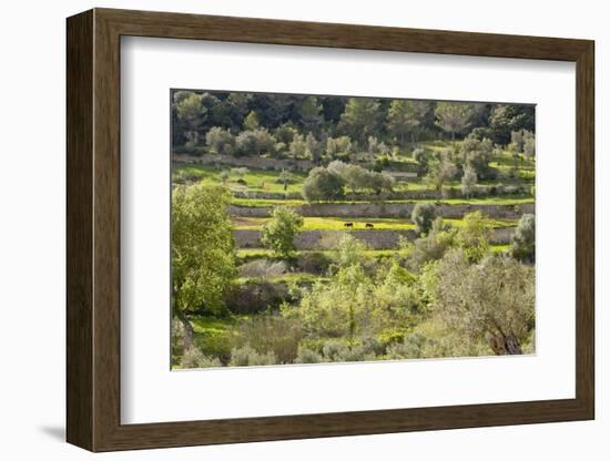 Spanish Balearic Islands, Island Majorca, Serra De Tramuntana, Terrace Fields, Donkeys-Chris Seba-Framed Photographic Print