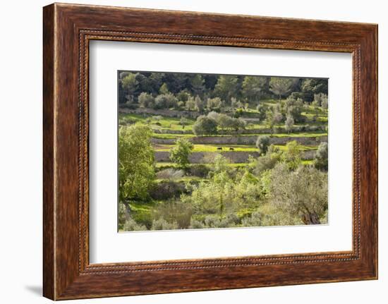 Spanish Balearic Islands, Island Majorca, Serra De Tramuntana, Terrace Fields, Donkeys-Chris Seba-Framed Photographic Print