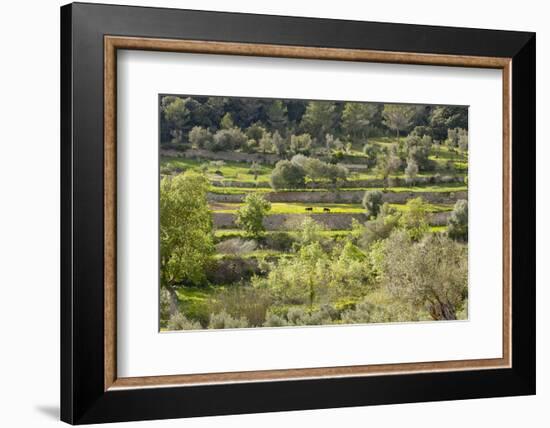 Spanish Balearic Islands, Island Majorca, Serra De Tramuntana, Terrace Fields, Donkeys-Chris Seba-Framed Photographic Print