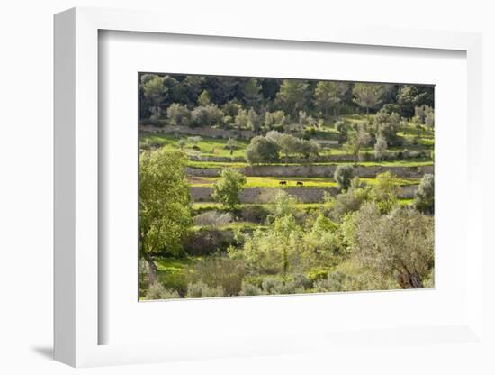 Spanish Balearic Islands, Island Majorca, Serra De Tramuntana, Terrace Fields, Donkeys-Chris Seba-Framed Photographic Print