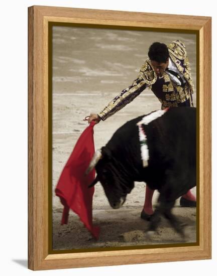 Spanish Bullfighter Camargue France-null-Framed Premier Image Canvas