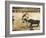 Spanish Bullfighting-null-Framed Photographic Print