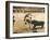 Spanish Bullfighting-null-Framed Photographic Print