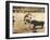 Spanish Bullfighting-null-Framed Photographic Print