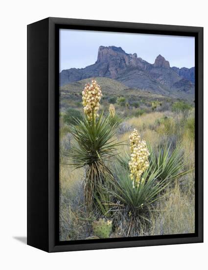 Spanish Dagger in Blossom Below Crown Mountain, Chihuahuan Desert, Big Bend National Park, Texas-Scott T. Smith-Framed Premier Image Canvas